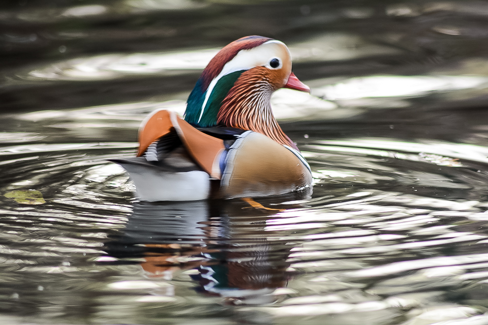 Mandarin duck
