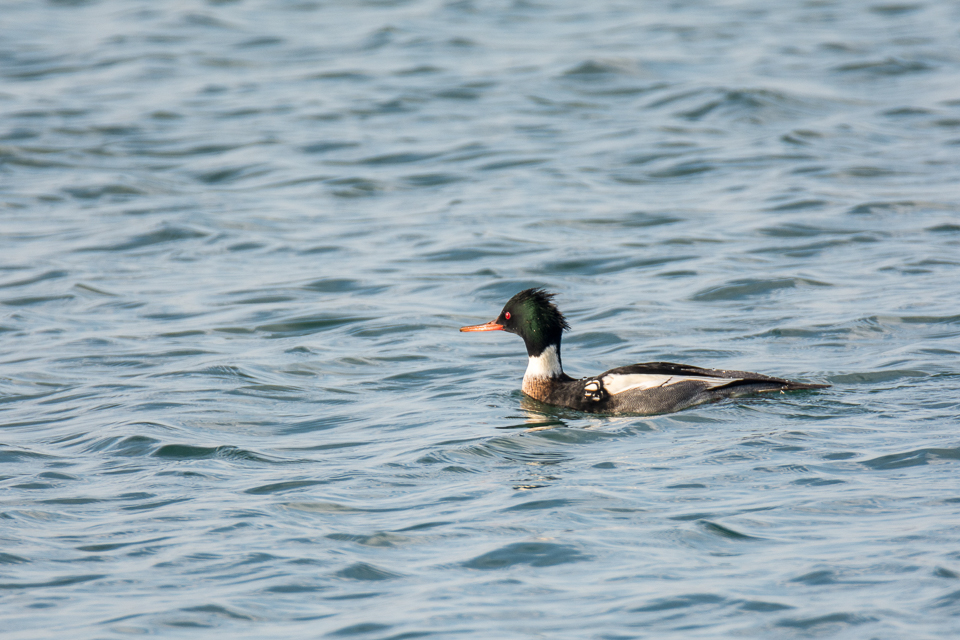 Mergus serrator - Red-breasted merganser