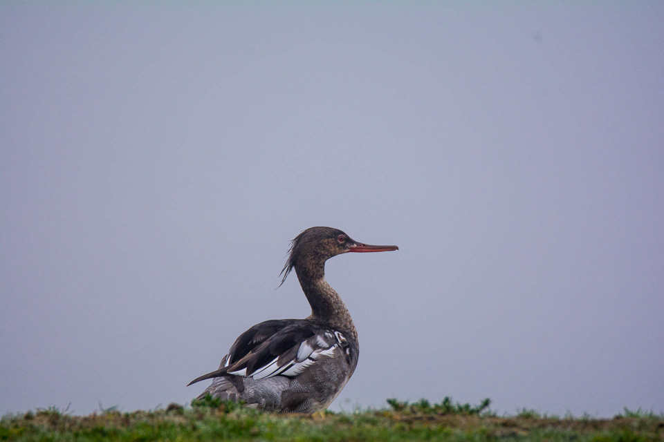 Red-breasted merganser