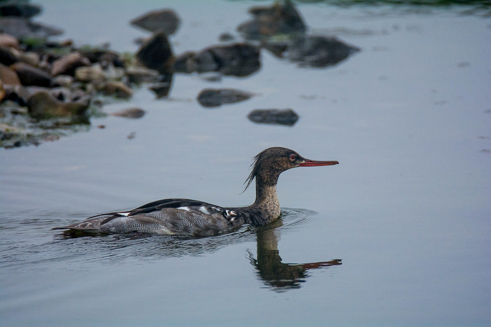 Red-breasted merganser