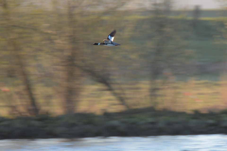 Red-breasted merganser