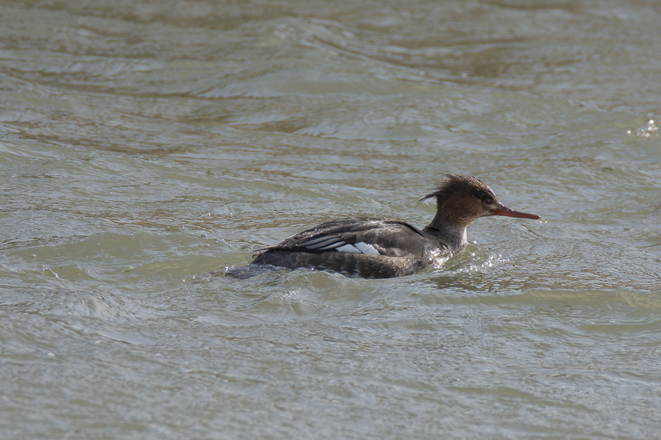 Red-breasted merganser