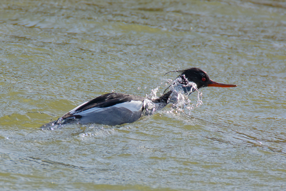 Red-breasted merganser