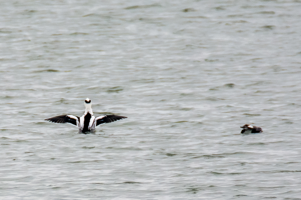Mergellus albellus - Smew