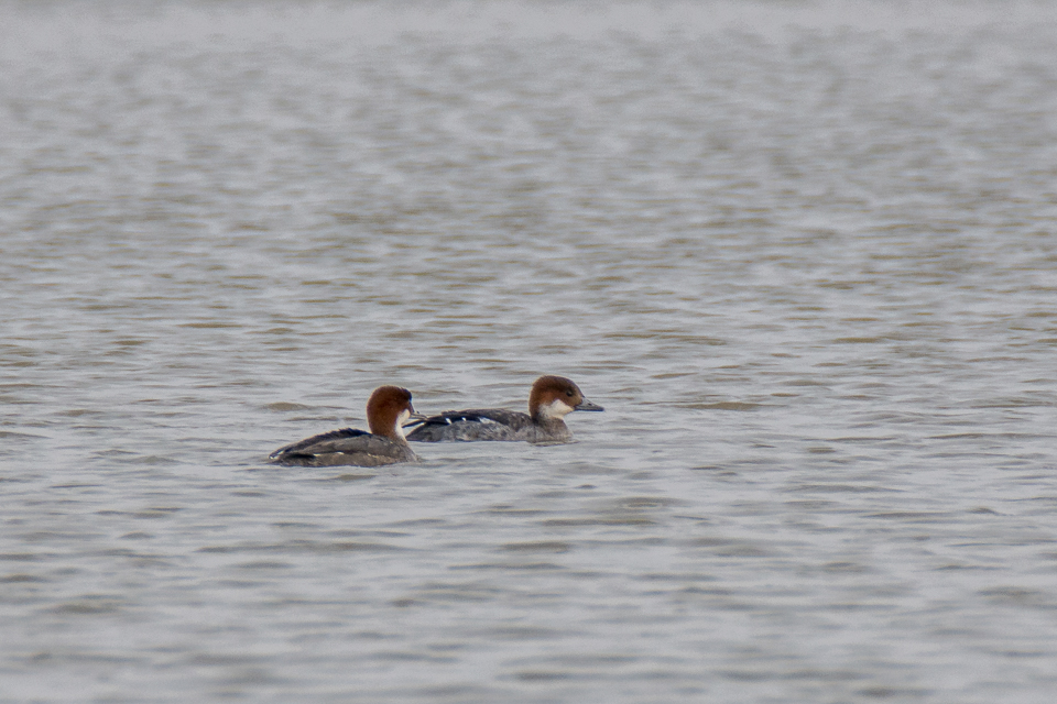 Smew