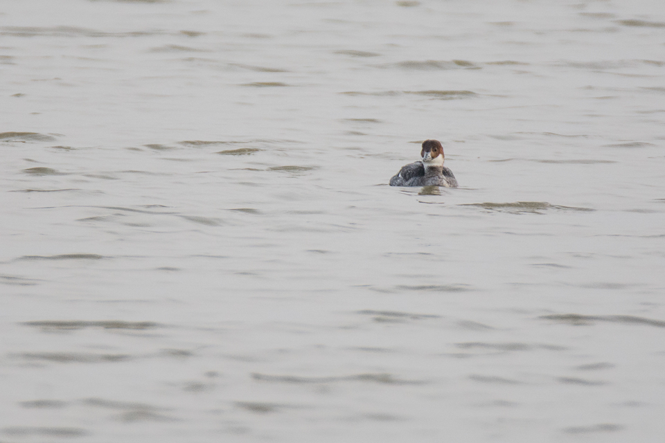 Smew