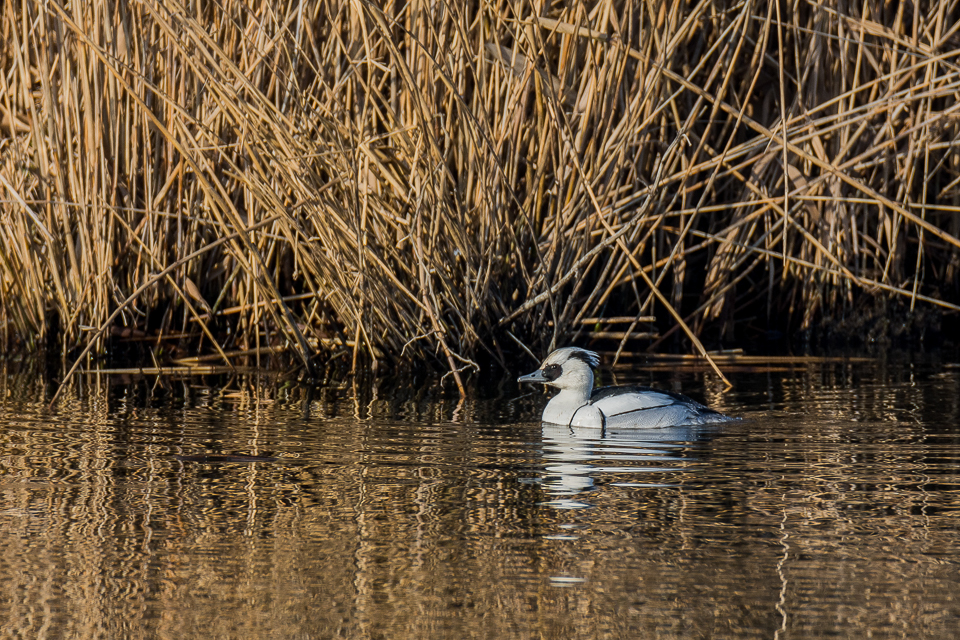 Smew