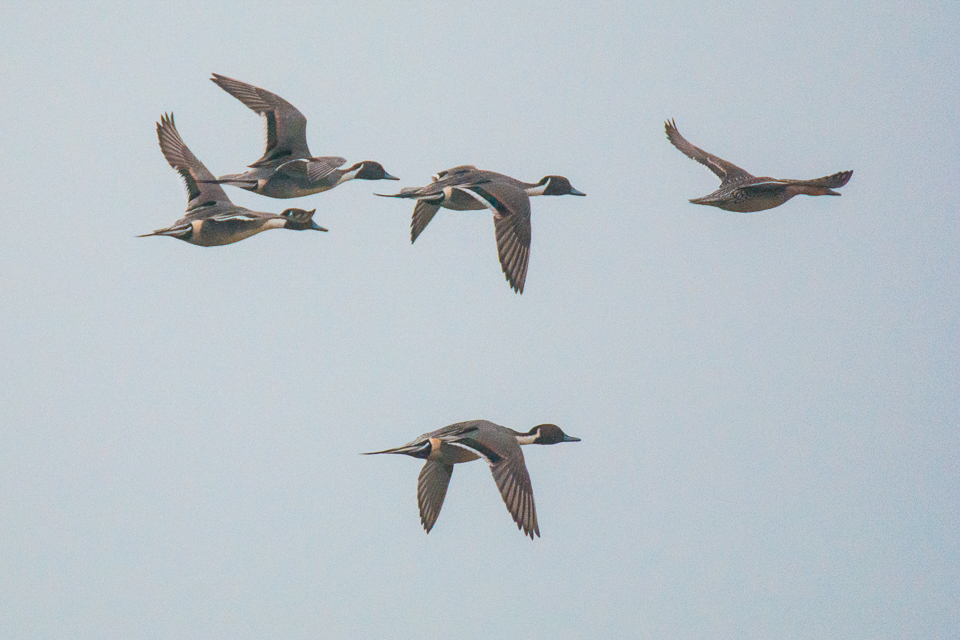 Northern pintail