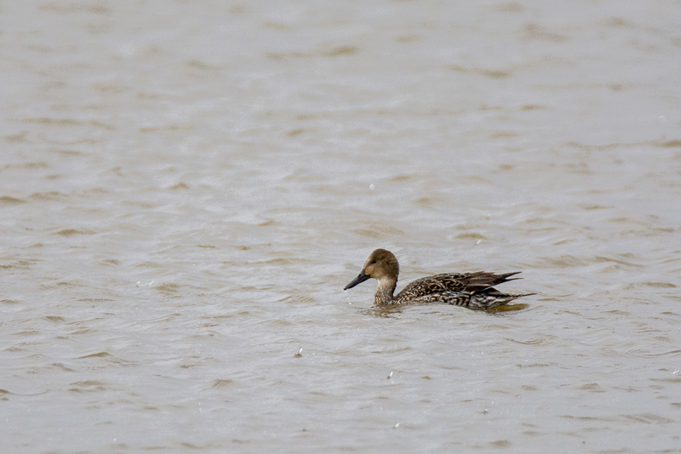 Northern pintail