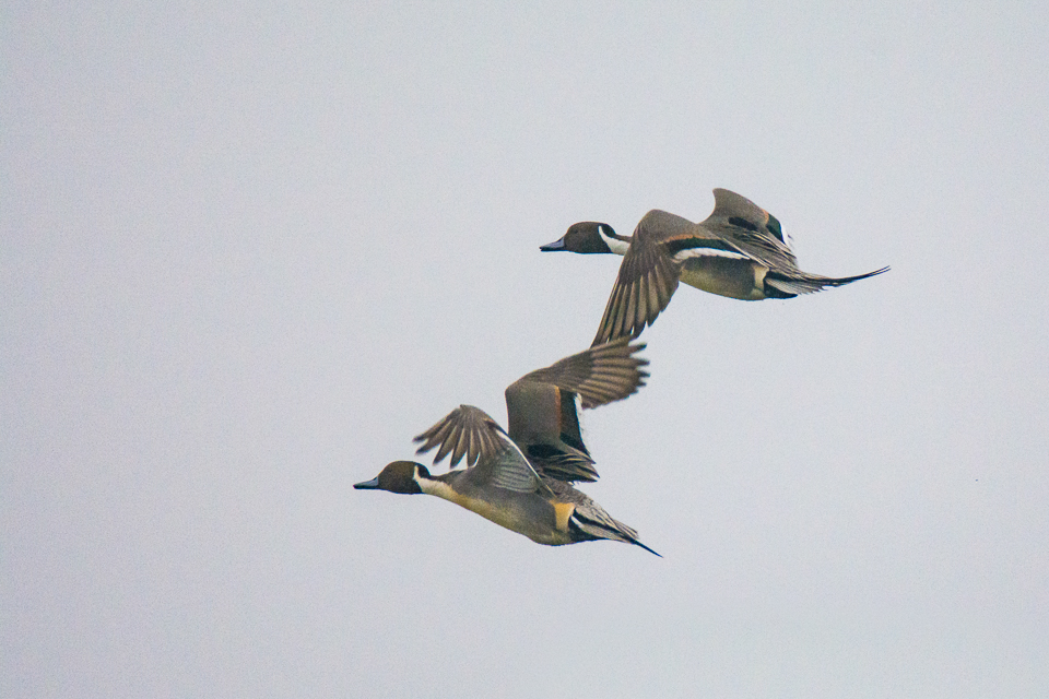 Anas acuta - Northern pintail