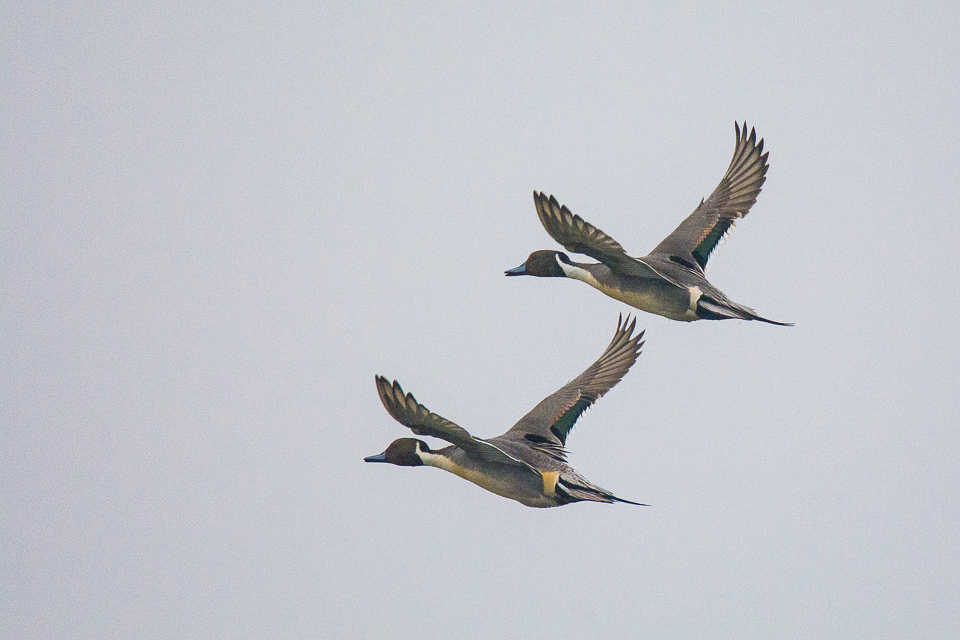 Northern pintail