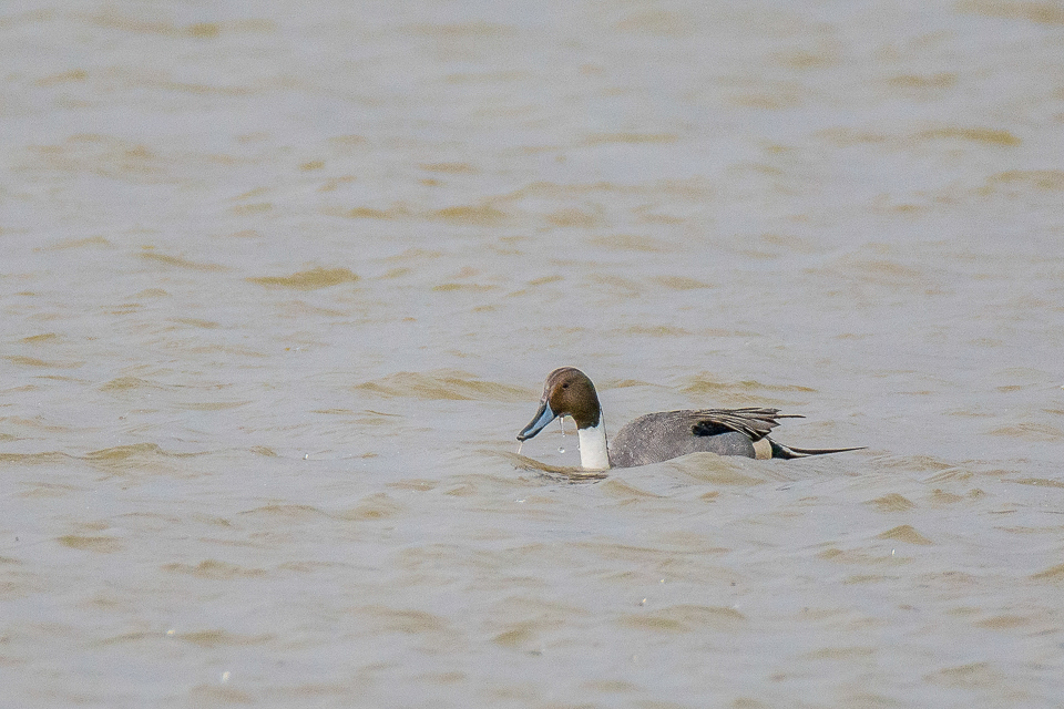 Northern pintail