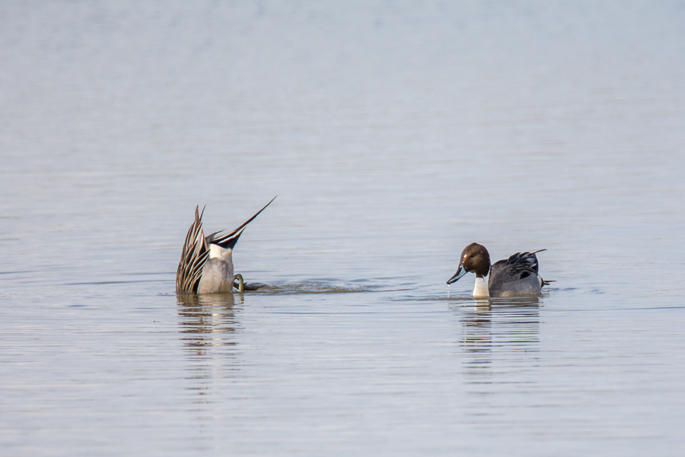 Northern pintail