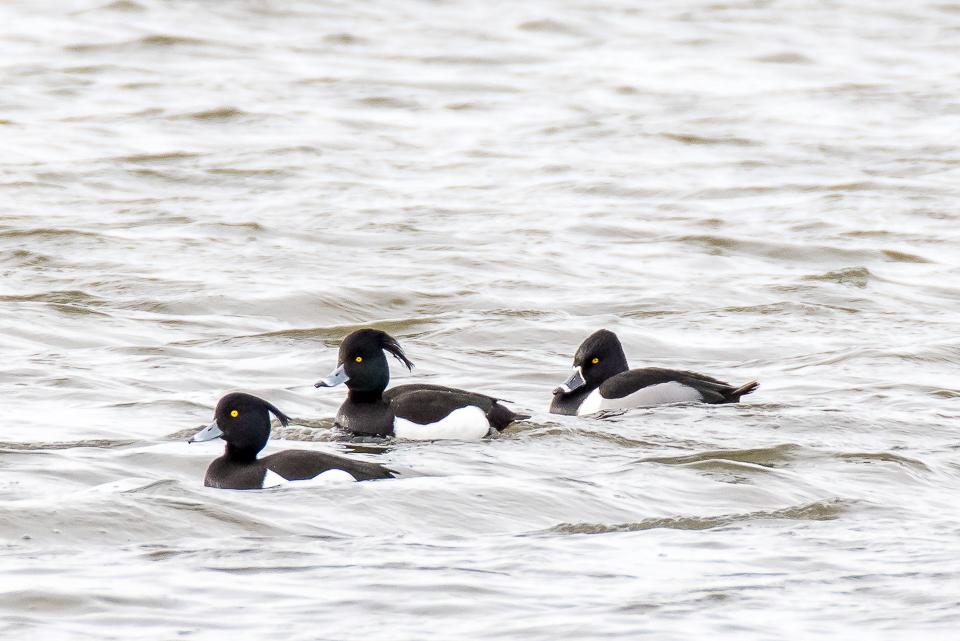 Ring-necked duck
