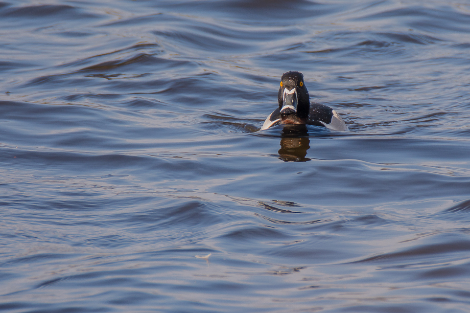 Ring-necked duck