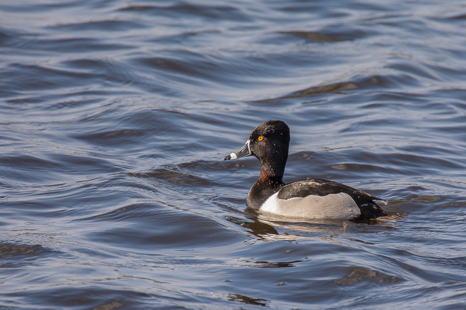 Aythya collaris - Ring-necked duck