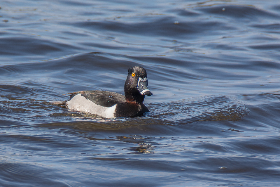 Ring-necked duck