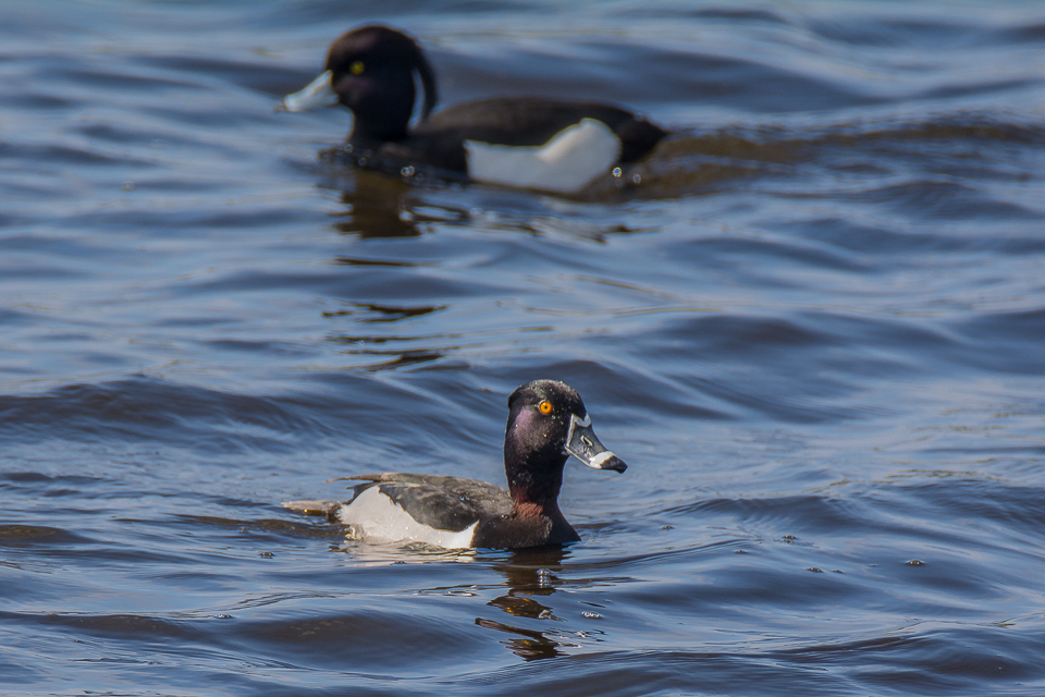 Ring-necked duck