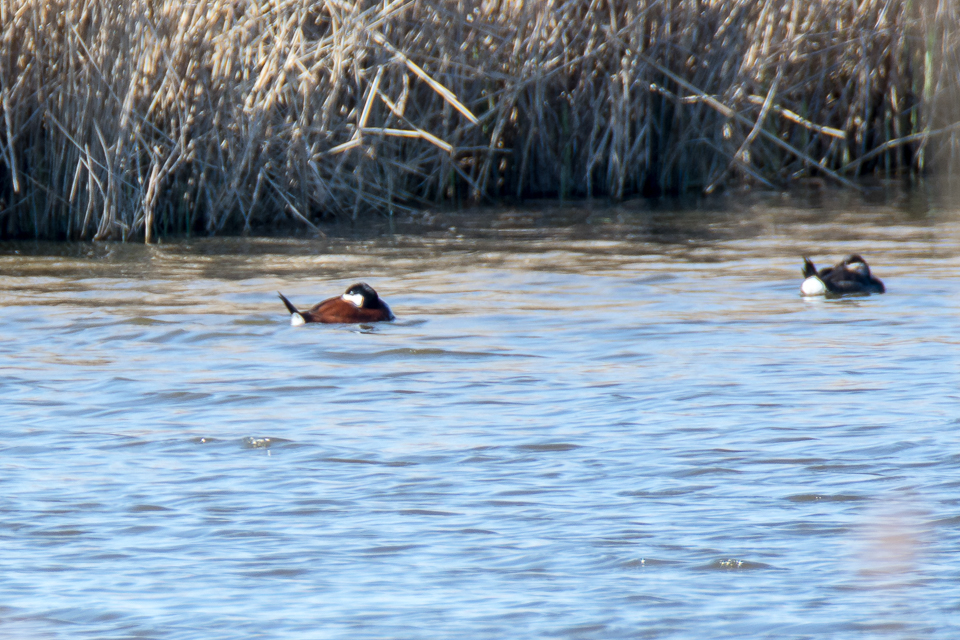 Oxyura jamaicensis - Ruddy duck