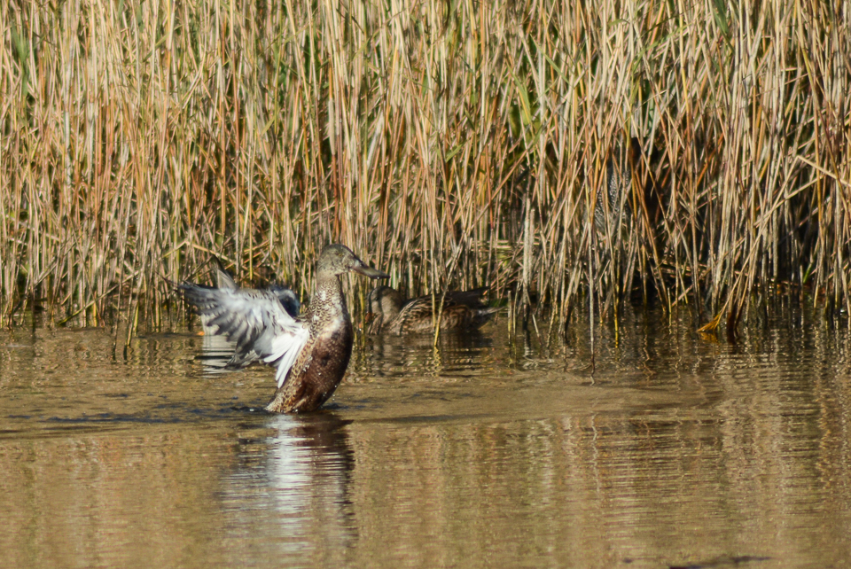 Northern shoveler