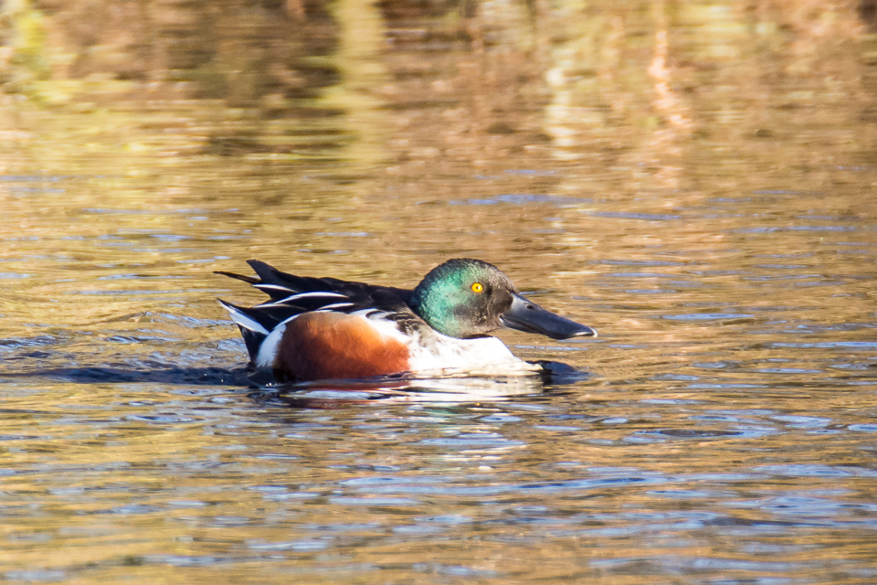 Northern shoveler