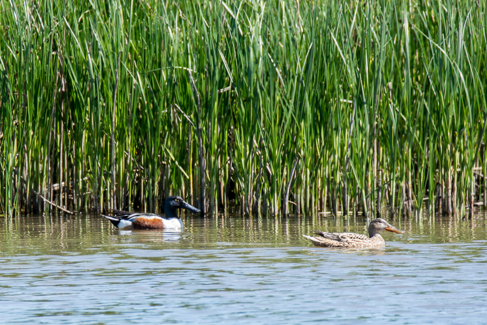 Northern shoveler
