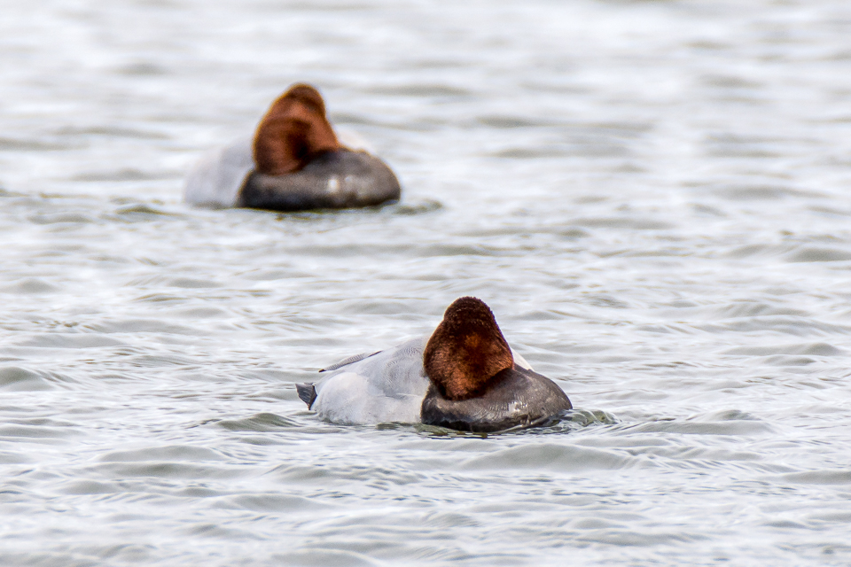 Aythya ferina - Common pochard
