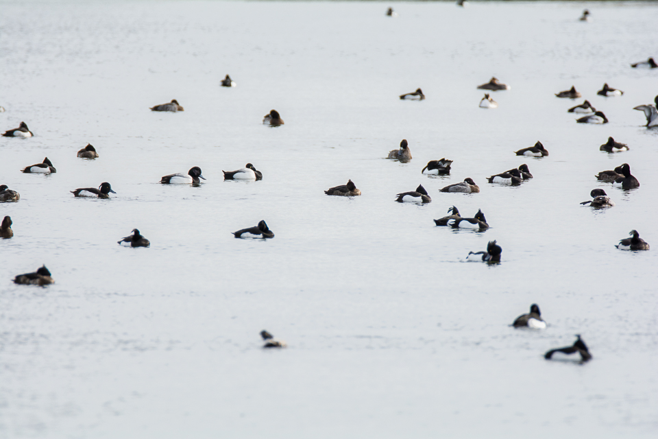 Greater scaup