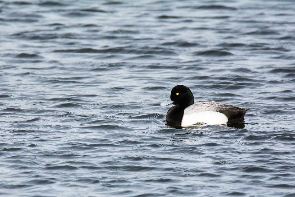Aythya marila - Greater scaup