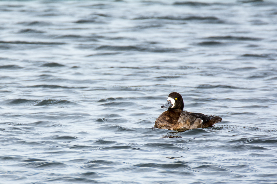 Greater scaup