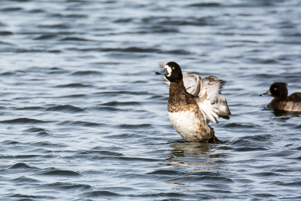 Greater scaup