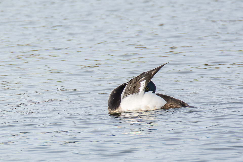 Greater scaup