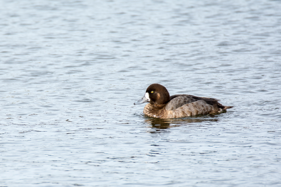Greater scaup
