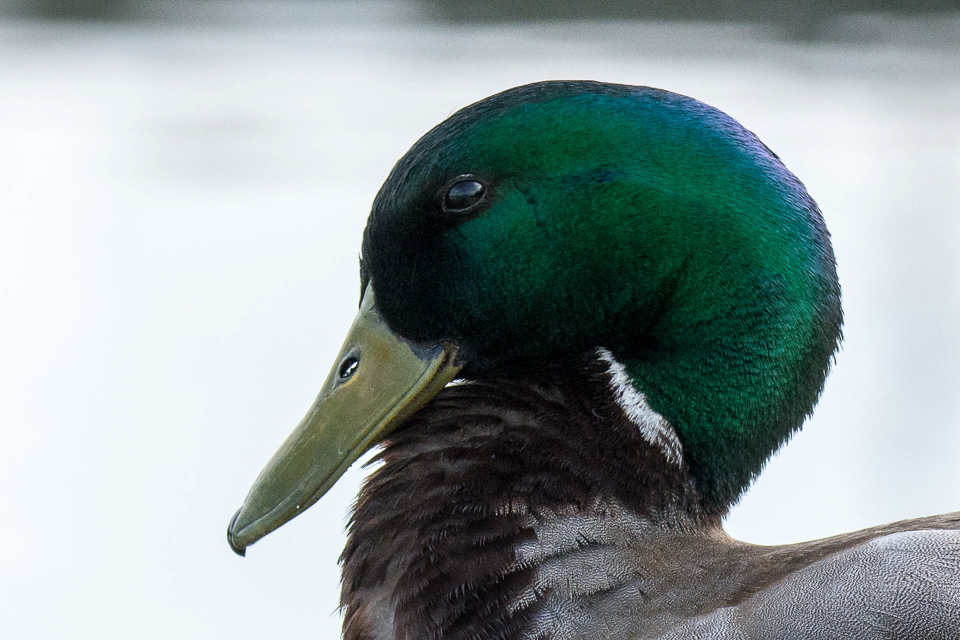 Mallard