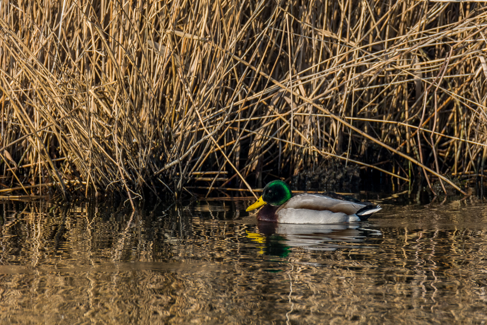 Mallard