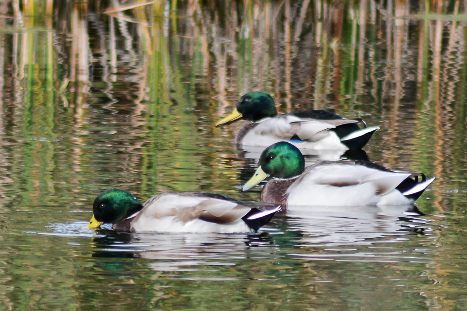 Anas platyrhynchos - Mallard