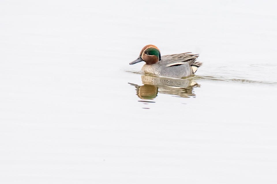 Anas crecca - Eurasian teal