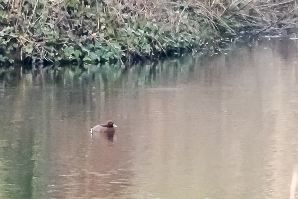 Ferruginous duck