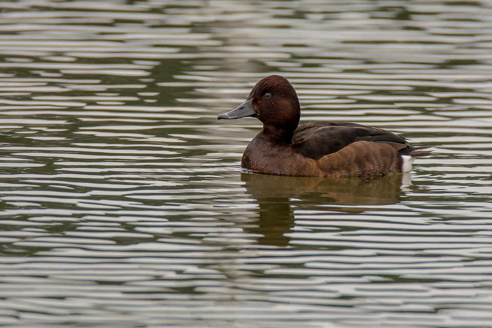 Ferruginous duck