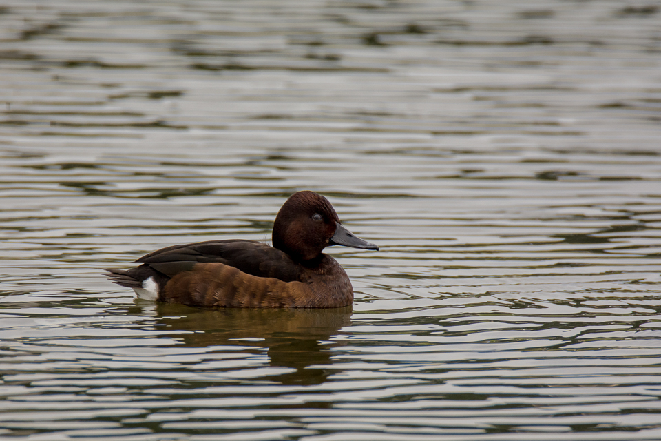 Aythya nyroca - Ferruginous duck