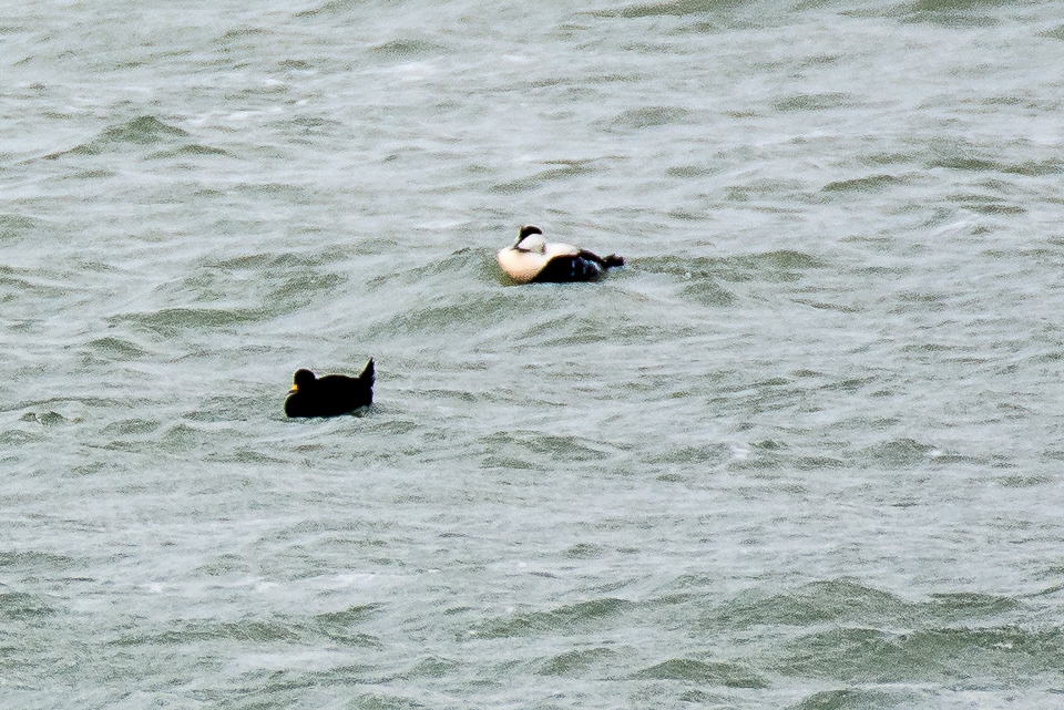 Melanitta nigra - Common scoter