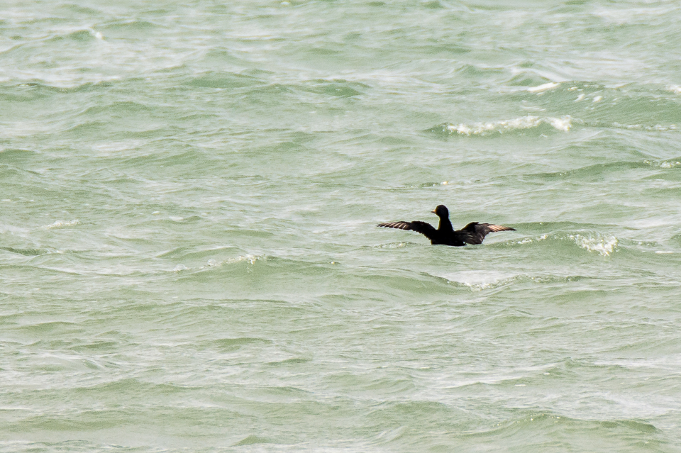 Common scoter