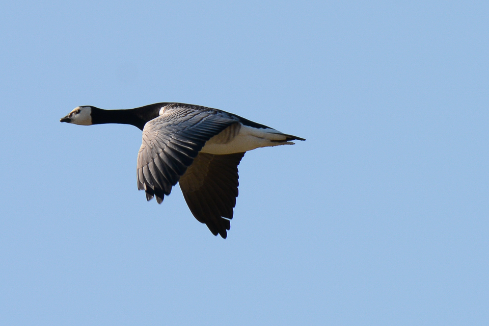 Barnacle goose