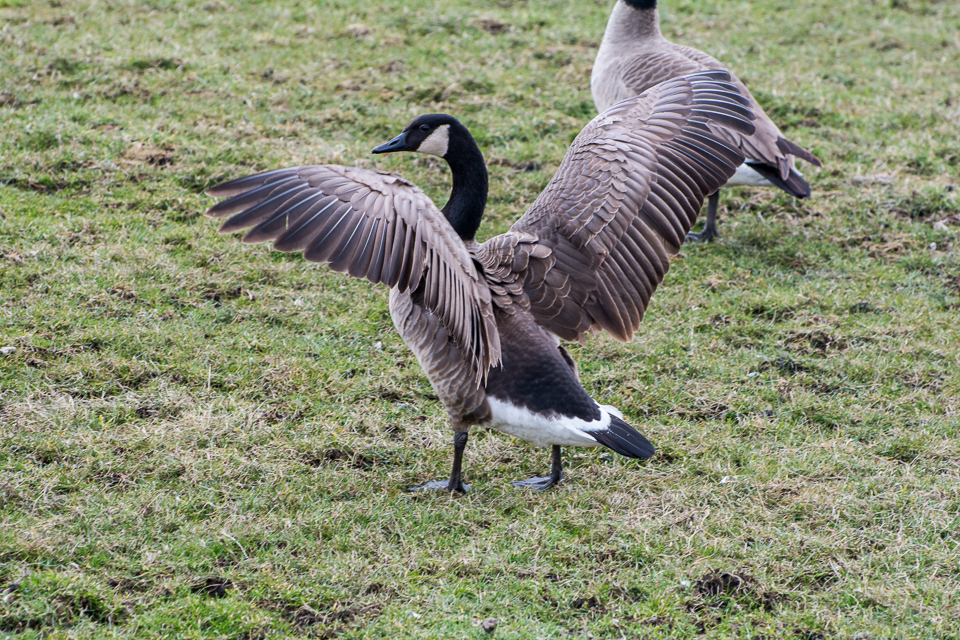 Canadian goose