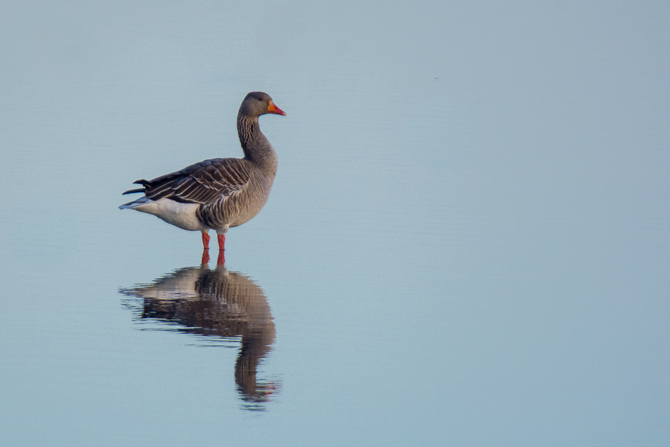 Graylag goose