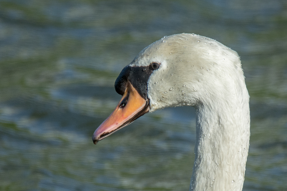 Mute swan