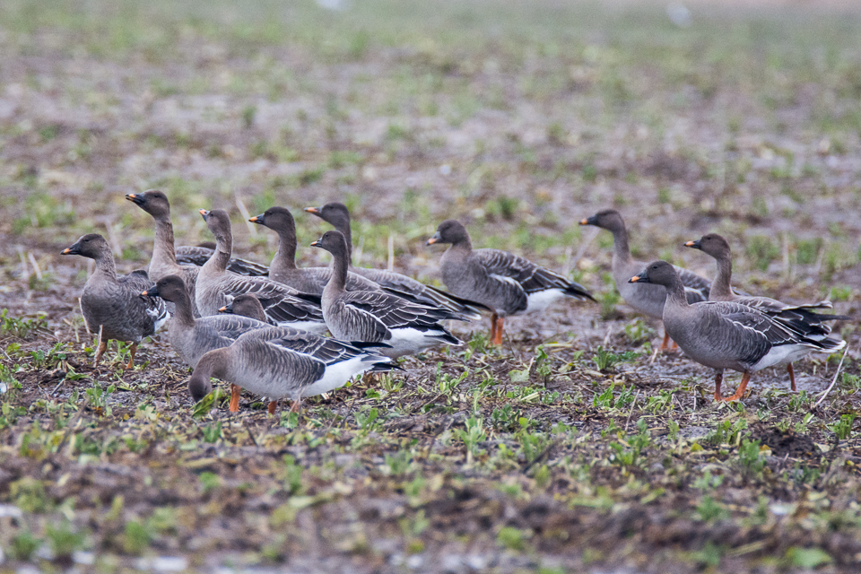 Tundra bean goose