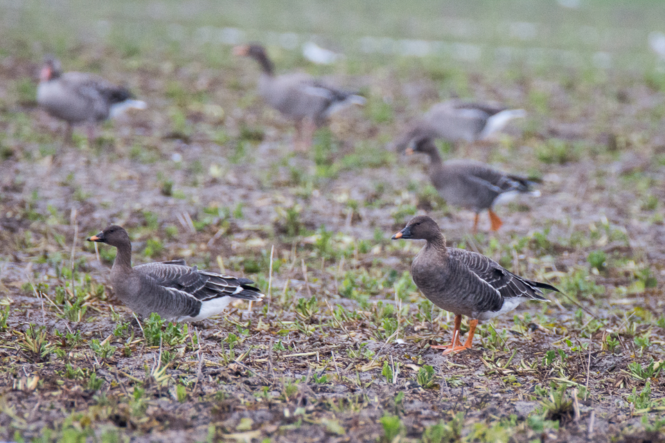 Tundra bean goose