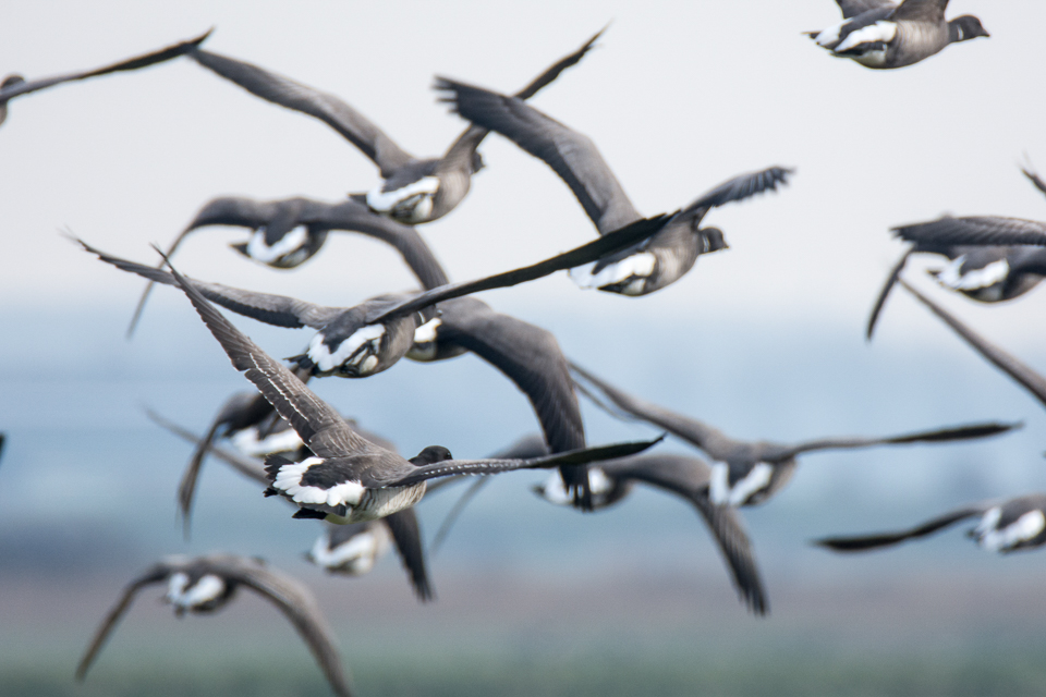 White-bellied brant