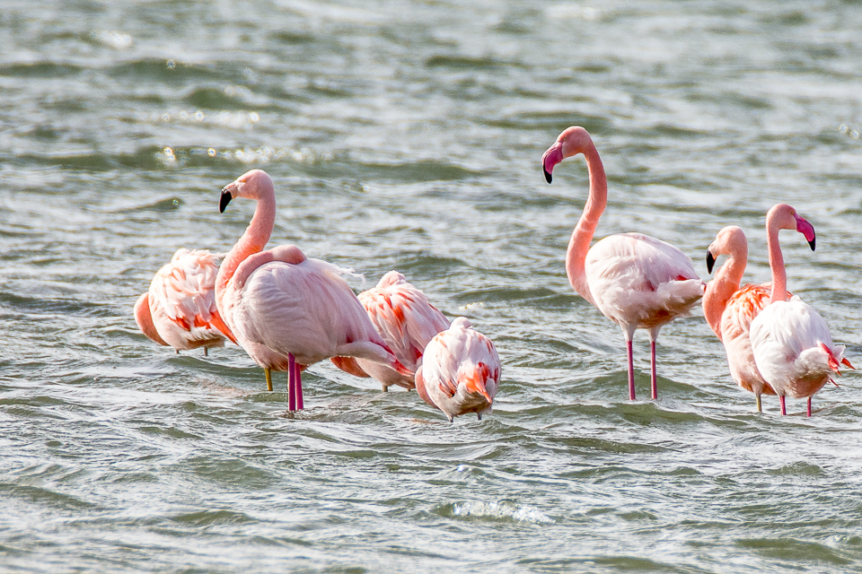 Phoenicopterus Chilensis - Chilean flamingo